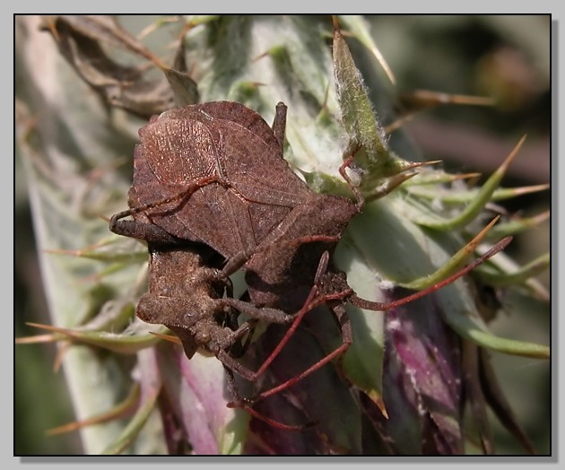 Coreus marginatus con parassiti?